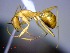  (Camponotus hovahovoides - CASENT0496741-D60)  @15 [ ] CreativeCommons - Attribution (2011) M. Alex Smith Centre for Biodiversity Genomics