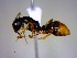  (Camponotus heteroclitus - CASENT0121996-D60)  @14 [ ] CreativeCommons - Attribution (2011) M. Alex Smith Centre for Biodiversity Genomics