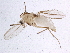  (Cladotanytarsus australomancus - BIOUG02235-C07)  @13 [ ] CreativeCommons - Attribution (2012) CBG Photography Group Centre for Biodiversity Genomics