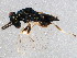  (Pteromalus puparum - BIOUG02229-D12)  @14 [ ] CreativeCommons - Attribution (2012) CBG Photography Group Centre for Biodiversity Genomics
