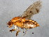  (Austroleria - BIOUG02230-A07)  @11 [ ] CreativeCommons - Attribution (2012) CBG Photography Group Centre for Biodiversity Genomics