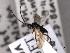  (Microgaster ductilis - MRS_JFT1066)  @11 [ ] by-nc-sa (2022) CNC Photography group CNC, Canadian National Collection of Insects, Arachnids and Nematodes