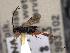  (Microgaster stictica - MRS_JFT1068)  @11 [ ] by-nc-sa (2022) CNC Photography group CNC, Canadian National Collection of Insects, Arachnids and Nematodes