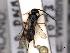  (Microgaster areolaris - MRS_JFT1073)  @11 [ ] by-nc-sa (2022) CNC Photography group CNC, Canadian National Collection of Insects, Arachnids and Nematodes