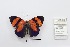  ( - CBMP0410)  @11 [ ] Unspecified (default): All Rights Reserved (2022) Copyright photoshop