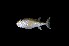  ( - MB0036_Lagocephalus_lunaris)  @11 [ ] nrr (2023) Unspecified Universiti Sains Malaysia