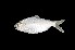  ( - MB0052_Anodontostoma_chacunda)  @11 [ ] nrr (2023) Unspecified Universiti Sains Malaysia