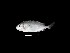  ( - MB0058_Siganus_sutor)  @11 [ ] nrr (2023) Unspecified Universiti Sains Malaysia