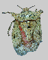  (Pentatomidae_incertae_sedis - PT-B261)  @11 [ ] Copyright (2025) Unspecified Modern College of Arts, Science and Commerce, Department of Zoology