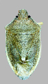  ( - NSG-B23)  @11 [ ] Copyright (2025) Unspecified Modern College of Arts, Science and Commerce, Department of Zoology