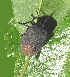  (Cyclopelta siccifolia - CSC-B415)  @11 [ ] Copyright (2025) Unspecified Modern College of Arts, Science and Commerce, Department of Zoology