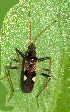  (Dieuches leucoceras - DL-B65)  @11 [ ] Copyright (2025) Unspecified Modern College of Arts, Science and Commerce, Department of Zoology