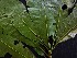  ( - CCDB-27890-C01)  @11 [ ] CreativeCommons - Attribution Non-Commercial Share-Alike (2017) Varun Swamy San Diego Zoo Global