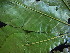  ( - CCDB-27890-C01)  @11 [ ] CreativeCommons - Attribution Non-Commercial Share-Alike (2017) Varun Swamy San Diego Zoo Global