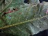  ( - CCDB-27890-E10)  @11 [ ] CreativeCommons - Attribution Non-Commercial Share-Alike (2017) Varun Swamy San Diego Zoo Global