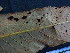  ( - CCDB-27890-E11)  @11 [ ] CreativeCommons - Attribution Non-Commercial Share-Alike (2017) Varun Swamy San Diego Zoo Global