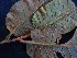  ( - CCDB-27890-E11)  @11 [ ] CreativeCommons - Attribution Non-Commercial Share-Alike (2017) Varun Swamy San Diego Zoo Global