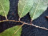  ( - CCDB-27890-H12)  @11 [ ] CreativeCommons - Attribution Non-Commercial Share-Alike (2017) Varun Swamy San Diego Zoo Global