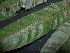 ( - CCDB-27866-D11)  @11 [ ] CreativeCommons - Attribution Non-Commercial Share-Alike (2017) Varun Swamy San Diego Zoo Global