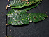  ( - CCDB-27866-D11)  @11 [ ] CreativeCommons - Attribution Non-Commercial Share-Alike (2017) Varun Swamy San Diego Zoo Global