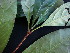  ( - CCDB-27890-B01)  @11 [ ] CreativeCommons - Attribution Non-Commercial Share-Alike (2017) Varun Swamy San Diego Zoo Global
