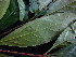  ( - CCDB-27890-B01)  @11 [ ] CreativeCommons - Attribution Non-Commercial Share-Alike (2017) Varun Swamy San Diego Zoo Global