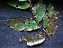  ( - CCDB-27885-F12)  @11 [ ] CreativeCommons - Attribution Non-Commercial Share-Alike (2017) Varun Swamy San Diego Zoo Global