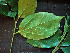  ( - CCDB-27866-H06)  @11 [ ] CreativeCommons - Attribution Non-Commercial Share-Alike (2017) Varun Swamy San Diego Zoo Global