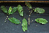  ( - CCDB-27885-D09)  @11 [ ] CreativeCommons - Attribution Non-Commercial Share-Alike (2017) Varun Swamy San Diego Zoo Global