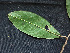  ( - CCDB-27885-D09)  @11 [ ] CreativeCommons - Attribution Non-Commercial Share-Alike (2017) Varun Swamy San Diego Zoo Global