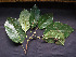  ( - CCDB-27885-D11)  @11 [ ] CreativeCommons - Attribution Non-Commercial Share-Alike (2017) Varun Swamy San Diego Zoo Global