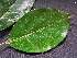  ( - CCDB-27885-D11)  @11 [ ] CreativeCommons - Attribution Non-Commercial Share-Alike (2017) Varun Swamy San Diego Zoo Global