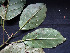  ( - CCDB-27885-D11)  @11 [ ] CreativeCommons - Attribution Non-Commercial Share-Alike (2017) Varun Swamy San Diego Zoo Global