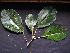  ( - CCDB-27885-D11)  @11 [ ] CreativeCommons - Attribution Non-Commercial Share-Alike (2017) Varun Swamy San Diego Zoo Global