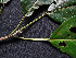  ( - CCDB-27885-D11)  @11 [ ] CreativeCommons - Attribution Non-Commercial Share-Alike (2017) Varun Swamy San Diego Zoo Global