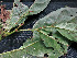  ( - CCDB-27885-G05)  @11 [ ] CreativeCommons - Attribution Non-Commercial Share-Alike (2017) Varun Swamy San Diego Zoo Global