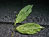  ( - CCDB-27885-G05)  @11 [ ] CreativeCommons - Attribution Non-Commercial Share-Alike (2017) Varun Swamy San Diego Zoo Global