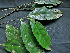  ( - CCDB-27885-G05)  @11 [ ] CreativeCommons - Attribution Non-Commercial Share-Alike (2017) Varun Swamy San Diego Zoo Global