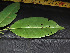  (Malmea - CCDB-27885-E05)  @11 [ ] CreativeCommons - Attribution Non-Commercial Share-Alike (2017) Varun Swamy San Diego Zoo Global