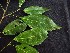  ( - CCDB-27890-E01)  @11 [ ] CreativeCommons - Attribution Non-Commercial Share-Alike (2017) Varun Swamy San Diego Zoo Global