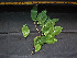  (Casearia javitensis - CCDB-27866-B03)  @11 [ ] CreativeCommons - Attribution Non-Commercial Share-Alike (2017) Varun Swamy San Diego Zoo Global