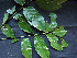  ( - CCDB-27866-A03)  @11 [ ] CreativeCommons - Attribution Non-Commercial Share-Alike (2017) Varun Swamy San Diego Zoo Global