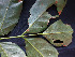  ( - CCDB-27866-A03)  @11 [ ] CreativeCommons - Attribution Non-Commercial Share-Alike (2017) Varun Swamy San Diego Zoo Global