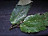  ( - CCDB-27866-C03)  @11 [ ] CreativeCommons - Attribution Non-Commercial Share-Alike (2017) Varun Swamy San Diego Zoo Global