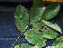  ( - CCDB-27866-D03)  @11 [ ] CreativeCommons - Attribution Non-Commercial Share-Alike (2017) Varun Swamy San Diego Zoo Global
