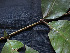  (Zanthoxylum acreanum - CCDB-27866-D03)  @11 [ ] CreativeCommons - Attribution Non-Commercial Share-Alike (2017) Varun Swamy San Diego Zoo Global