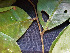  ( - CCDB-27866-D03)  @11 [ ] CreativeCommons - Attribution Non-Commercial Share-Alike (2017) Varun Swamy San Diego Zoo Global