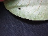  ( - CCDB-27866-D03)  @11 [ ] CreativeCommons - Attribution Non-Commercial Share-Alike (2017) Varun Swamy San Diego Zoo Global
