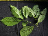  ( - CCDB-27885-E06)  @11 [ ] CreativeCommons - Attribution Non-Commercial Share-Alike (2017) Varun Swamy San Diego Zoo Global