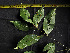  ( - CCDB-27885-B06)  @11 [ ] CreativeCommons - Attribution Non-Commercial Share-Alike (2017) Varun Swamy San Diego Zoo Global